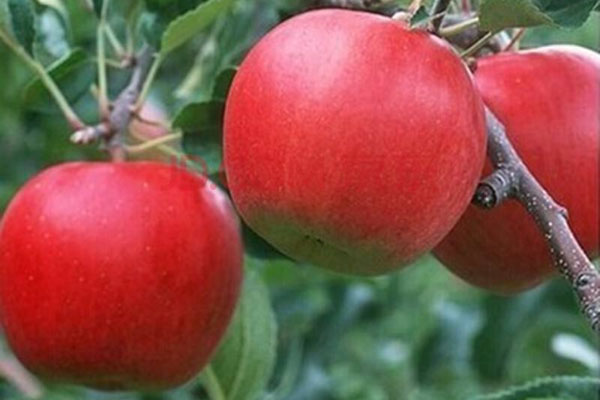 蘋果樹用什么肥料更好?如何施肥？
