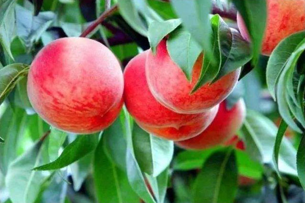 桃樹施什么肥料好，施肥時間與優(yōu)點有哪些？