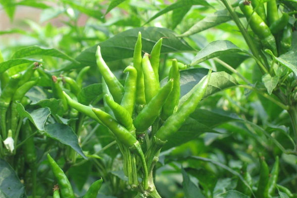 朝天椒施什么肥比較好？具體使用方法如何？