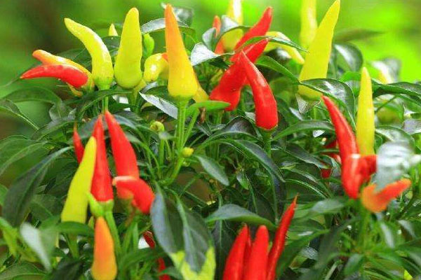 朝天椒施什么肥比較好？具體使用方法如何？
