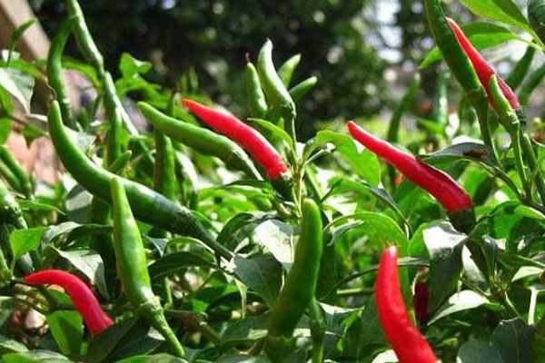 朝天椒施什么肥比較好？具體使用方法如何？