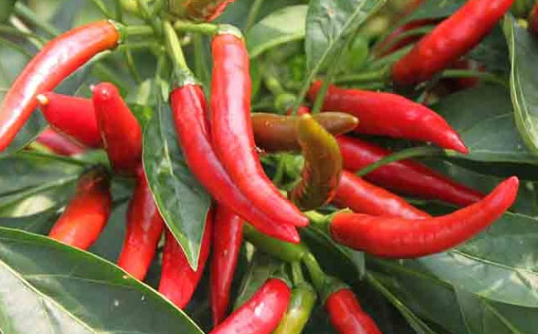江西朝天椒施什么肥比較好？具體施肥方法如何？