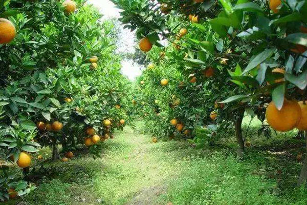 種柑橘用什么肥料好？如何使用？