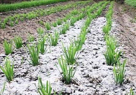 鉀肥是什么肥料，鉀肥的種類有哪些？