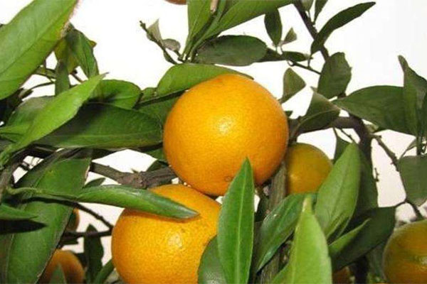 種柑橘用什么肥料好？如何使用？