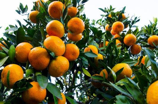 種柑橘用什么肥料好？如何使用？