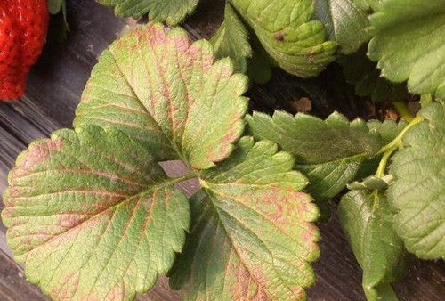 天然磷鉀肥有哪些?如何自制磷鉀肥？