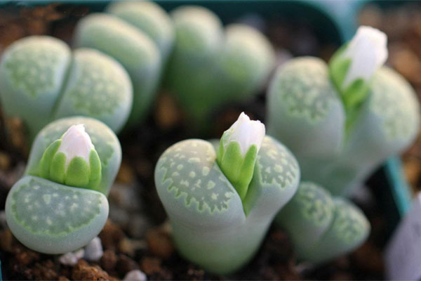 多肉植物施什么肥好，種植過程中需要注意哪些？