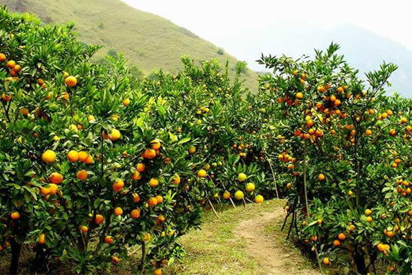 種柑橘用什么肥料好？如何使用？