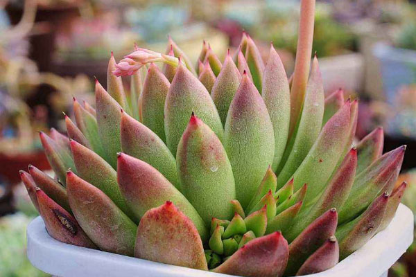 多肉植物施什么肥好，種植過程中需要注意哪些？