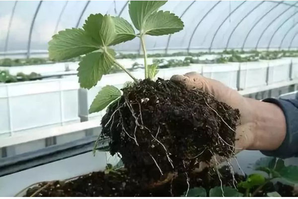 生物有機(jī)肥料好用嗎，都有哪些作用？