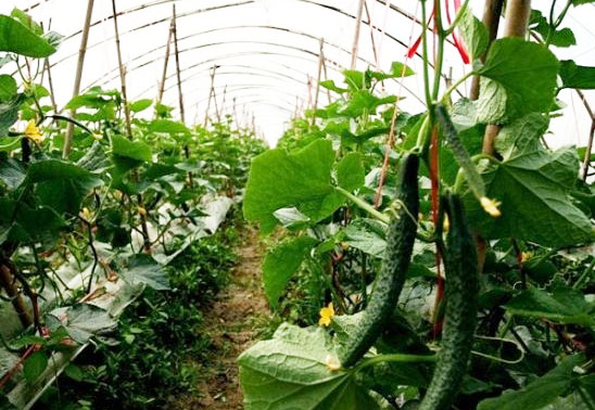 有機(jī)肥對作物和化肥有哪些促進(jìn)作用？