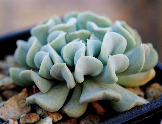 施用生物有機肥的作用怎樣