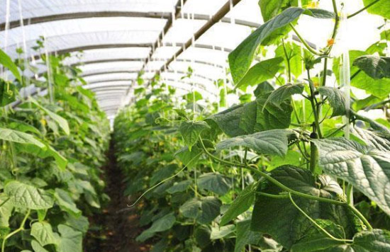 施用有機肥有哪些作用？