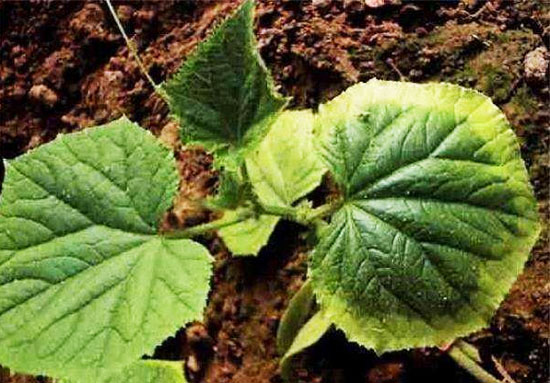 施用有機肥有哪些作用？