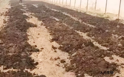 糞肥利用是豬糞處理常用方案，卻很難推廣應(yīng)用，原因是什么？