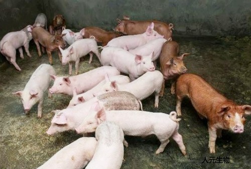 我國豬糞利用方面未來發(fā)展趨勢怎樣？