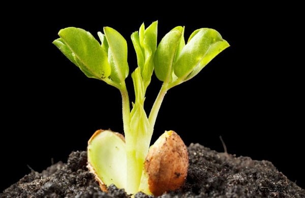 如何正確選擇商品有機(jī)肥，需要注意哪些問(wèn)題？