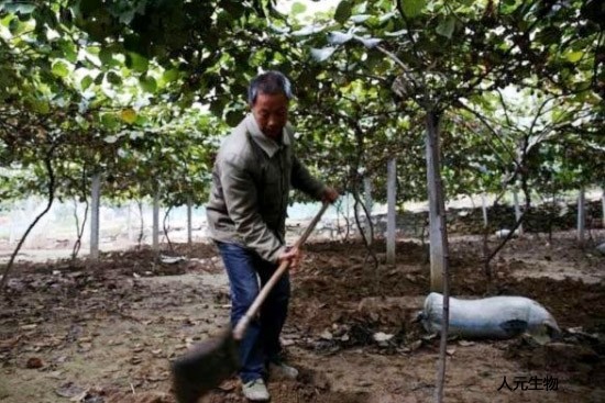 桃樹秋天施用有機(jī)肥效果好嗎？