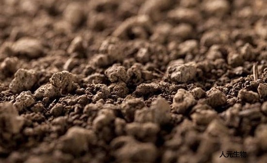 怎么給月季施肥才對？需要抓住冬天施肥的好時(shí)機(jī)