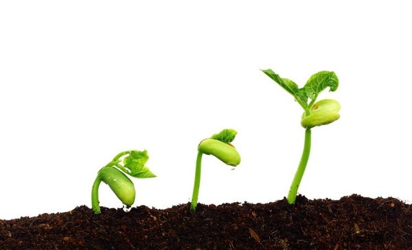 月季到了冬季要不要施肥？