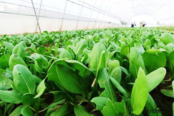 常說的施用有機肥十大好處都有哪些？