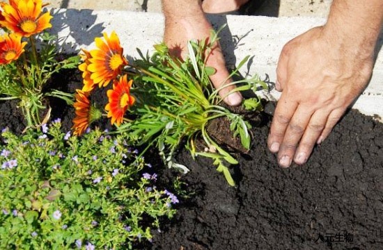 各種不同原料生產(chǎn)的有機肥哪個效果好？