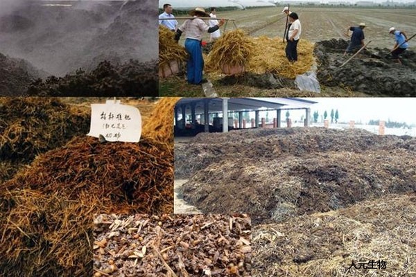 各種不同原料生產(chǎn)的有機肥哪個效果好？