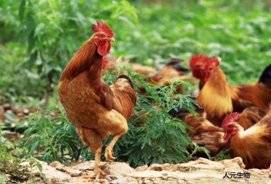 雞糞好用，發(fā)酵過程太難？雞糞發(fā)酵方法選對了其實(shí)很簡單