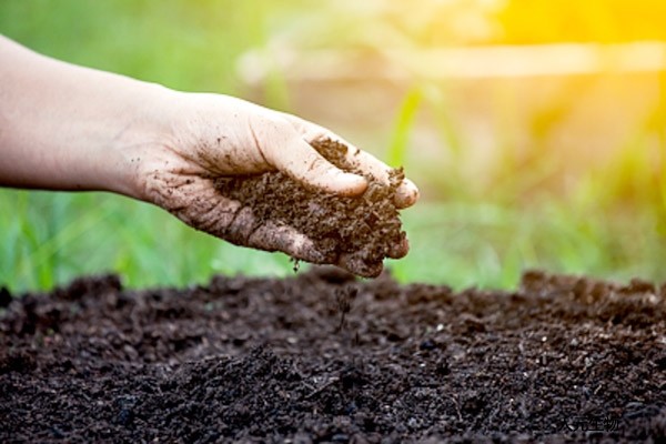 雞糞好用，發(fā)酵過程太難了，雞糞發(fā)酵方法選對了發(fā)酵有機肥將不是問題