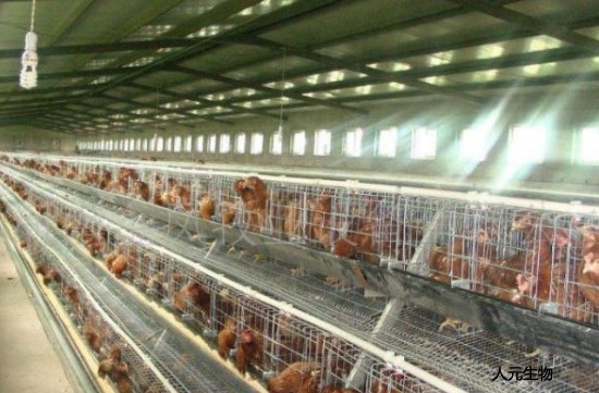 一種簡單實(shí)用的雞糞發(fā)酵方法