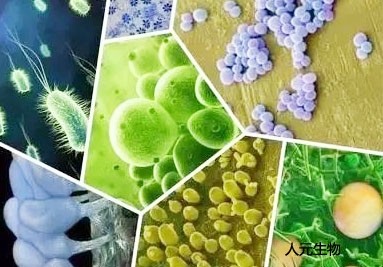 微生物菌肥料有哪些種類？