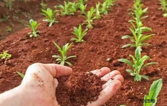 春季施肥需要注意些什么？