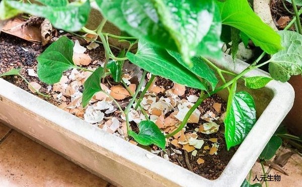 微生物菌肥和復(fù)合肥，有機(jī)肥一起使用需要注意什么？