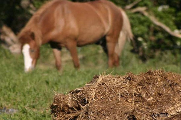 施用畜禽糞便有機(jī)肥需要注意哪些？