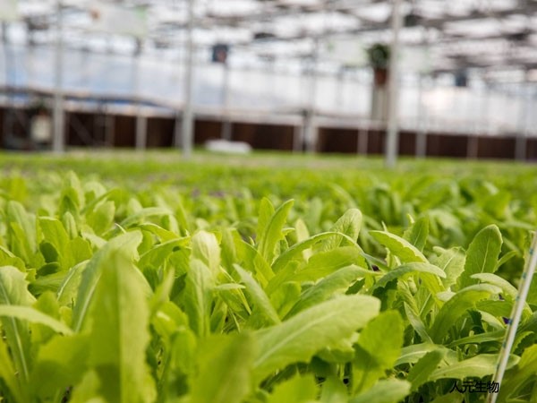 有機(jī)肥的種類(lèi)劃分與施用注意事項(xiàng)