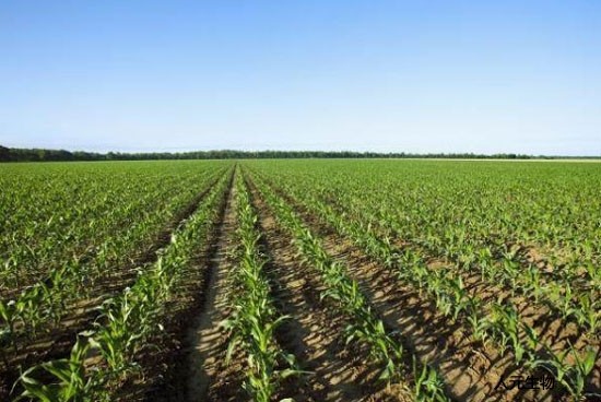 都說有機肥好，為啥老百姓卻不認可呢？