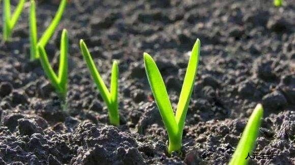 都說有機(jī)肥好，為啥老百姓卻不認(rèn)可呢？