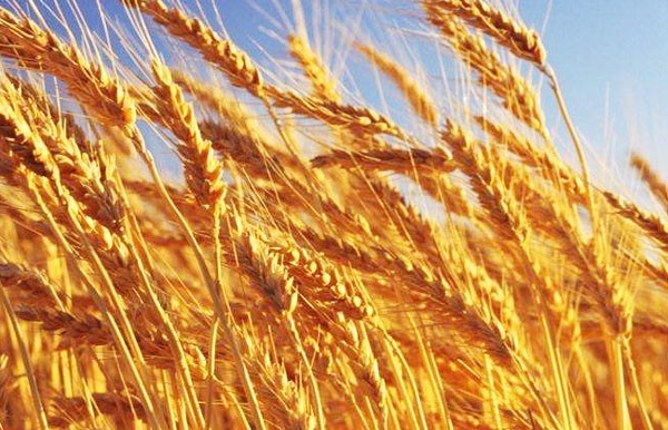 麥稈有機(jī)肥怎樣發(fā)酵好？