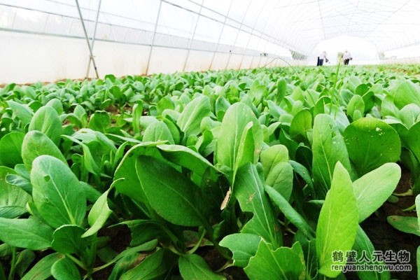 有機(jī)肥有什么作用，如何選購(gòu)商品有機(jī)肥？