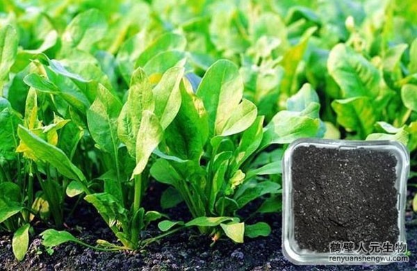 有機(jī)肥有什么作用，如何選購(gòu)商品有機(jī)肥？