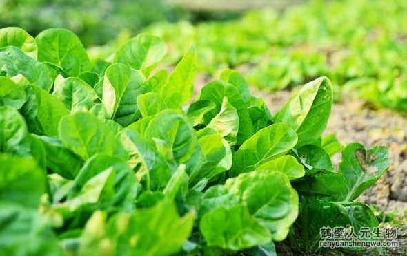 有機肥和化肥哪個效果好，有啥區(qū)別？