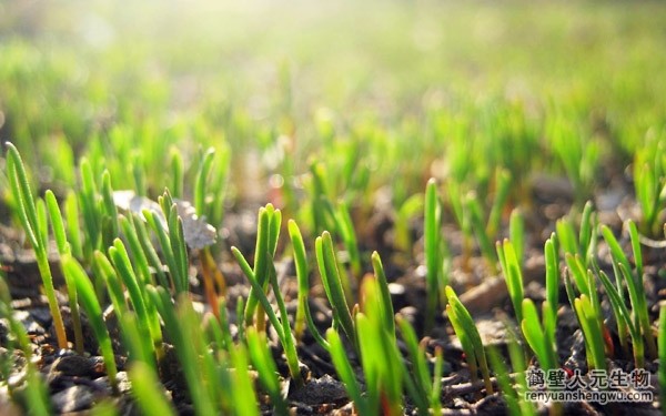 都說生物有機肥好，生物有機肥與其他肥料相比有什么區(qū)別？