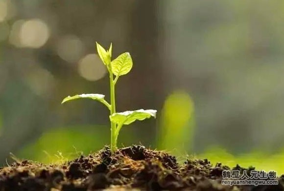 有機肥和化肥哪個效果好，有啥區(qū)別？