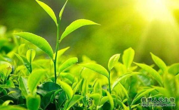 都說生物有機肥好，生物有機肥與其他肥料相比有什么區(qū)別？