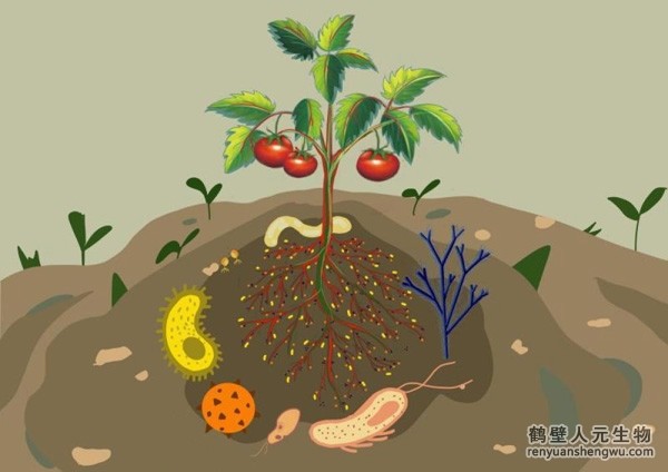 都說微生物菌劑產(chǎn)品貴，你卻不知道土壤微生物到底有多重要！
