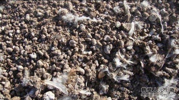 干雞糞有什么好處？