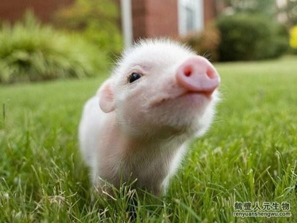 豬糞有機肥如何發(fā)酵？