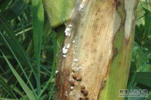 2022玉米價格竟然。。。