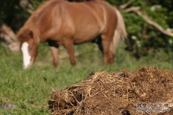 動物糞便的成分究竟是什么？